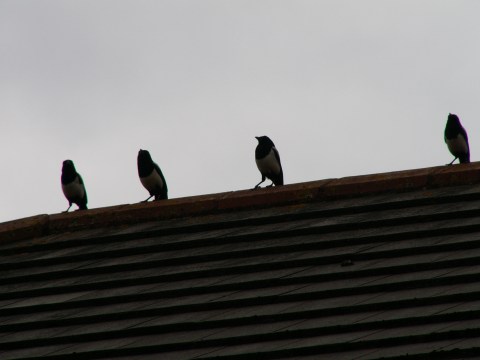 4 gazze su un tetto a Dublino